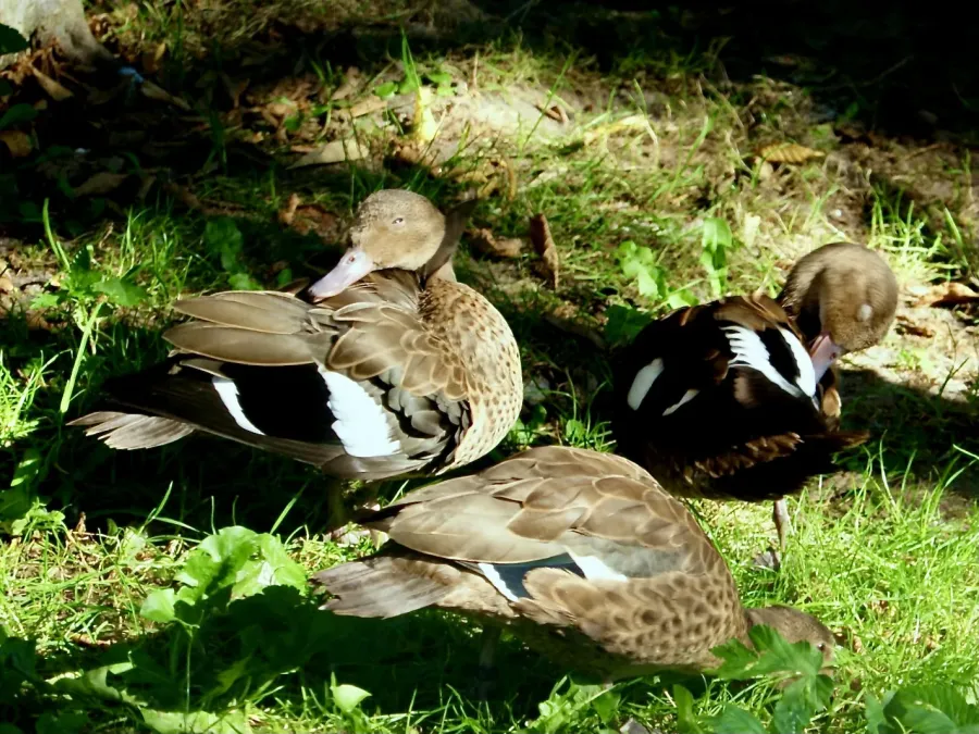 File:Anatidae Anas bernieri 1.jpg