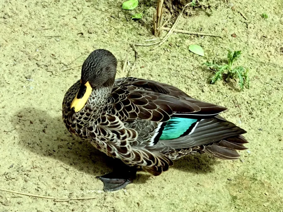 File:Anatidae Anas undulata 2.jpg
