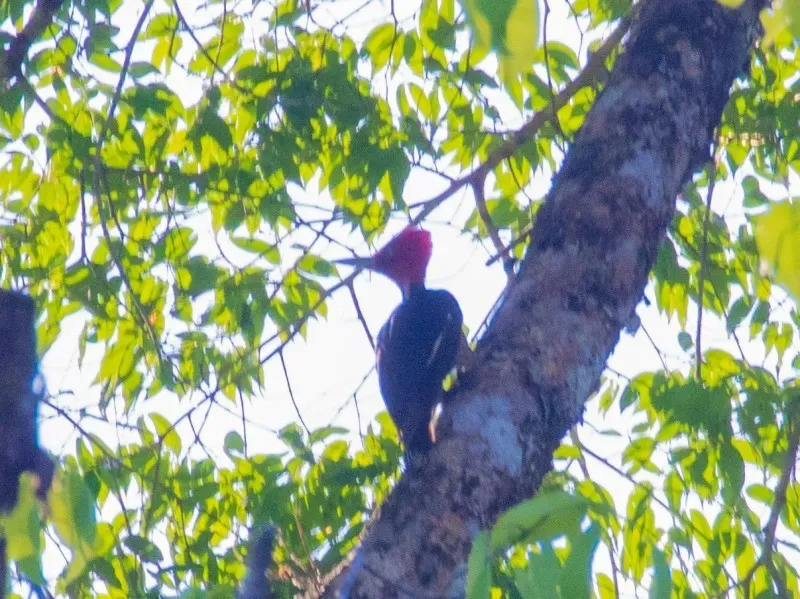 File:Campephilus guatemalensis ssp. guatemalensis.jpg