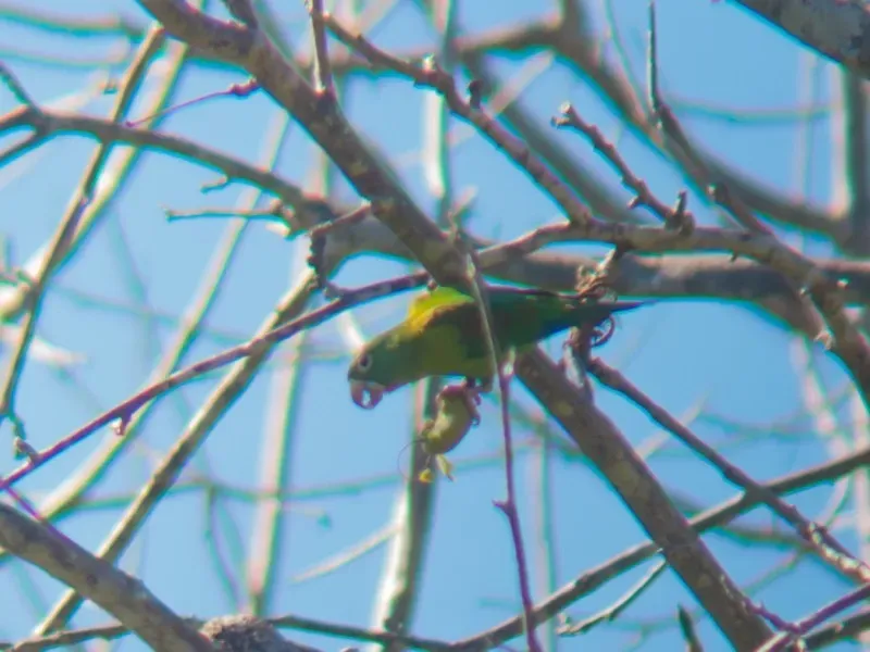 File:Brotogeris jugularis ssp. jugularis.jpg