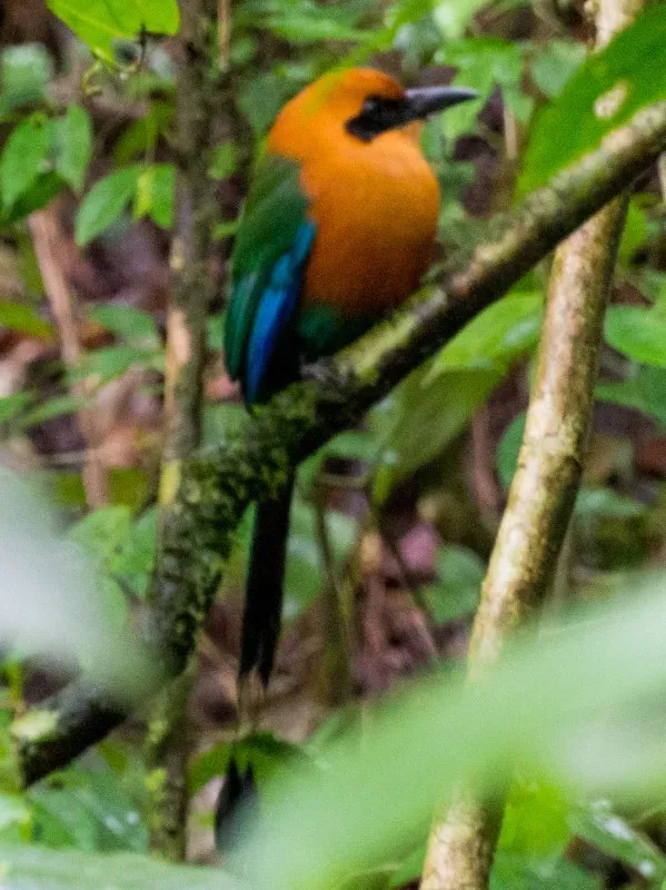 File:Baryphthengus martii ssp. semirufus.jpg