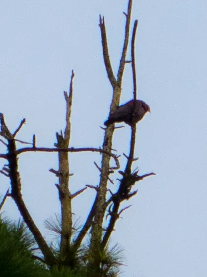 File:Patagioenas flavirostris ssp. flavirostris.jpg