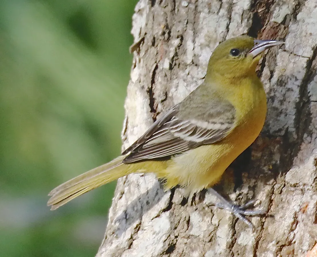 File:South Padre Island, Hooded Oriole, Icterus cucullatus - female.jpg