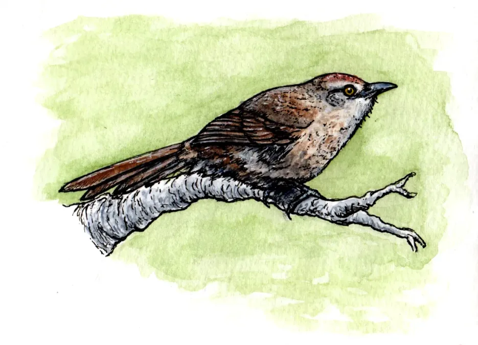 File:Phacellodomus striaticollis - Espinero pecho manchado.jpg