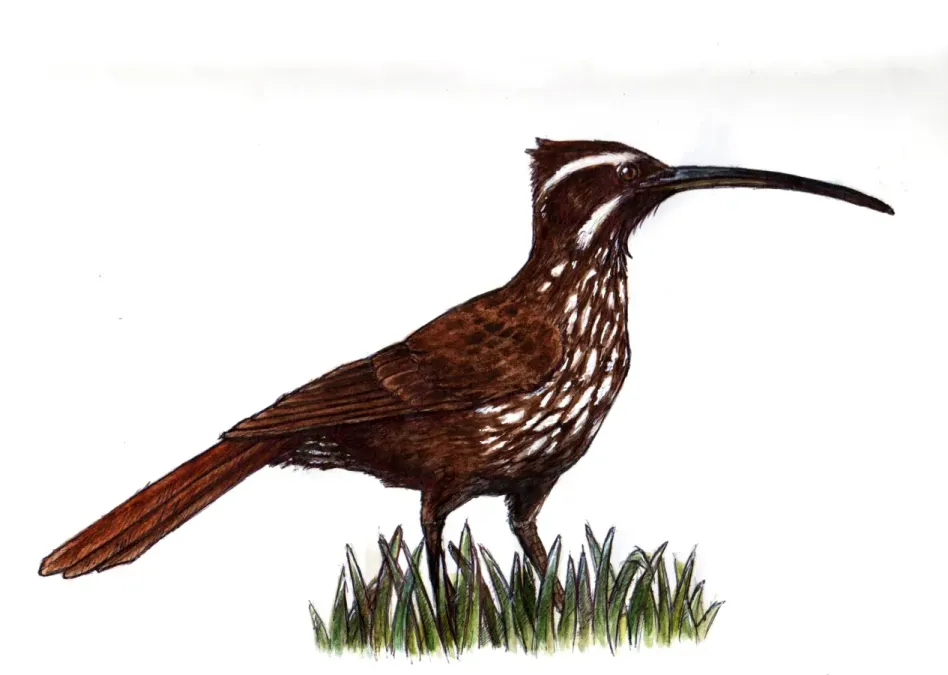 File:Drymornis bridgesii - Chinchero grande -.jpg