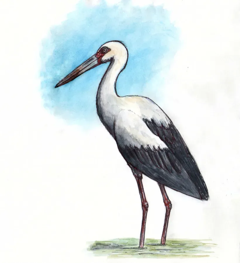 File:Ciconia maguari - Cigüeña americana.jpg