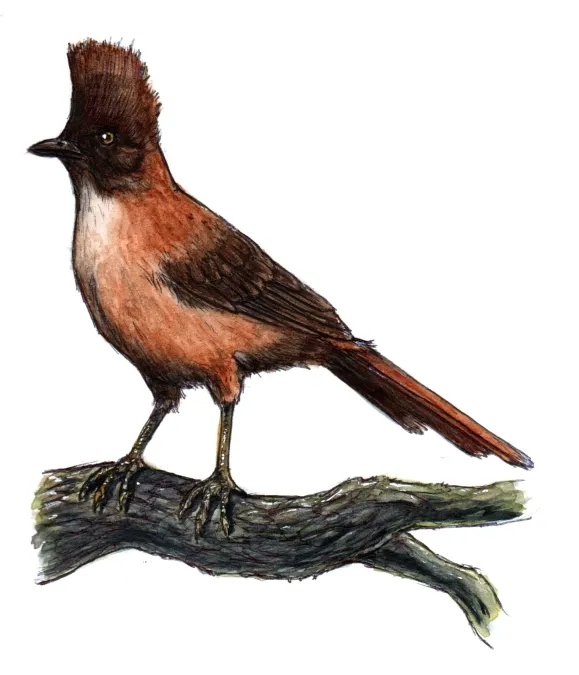 File:Pseudoseisura lophotes - Cacholote castaño.jpg