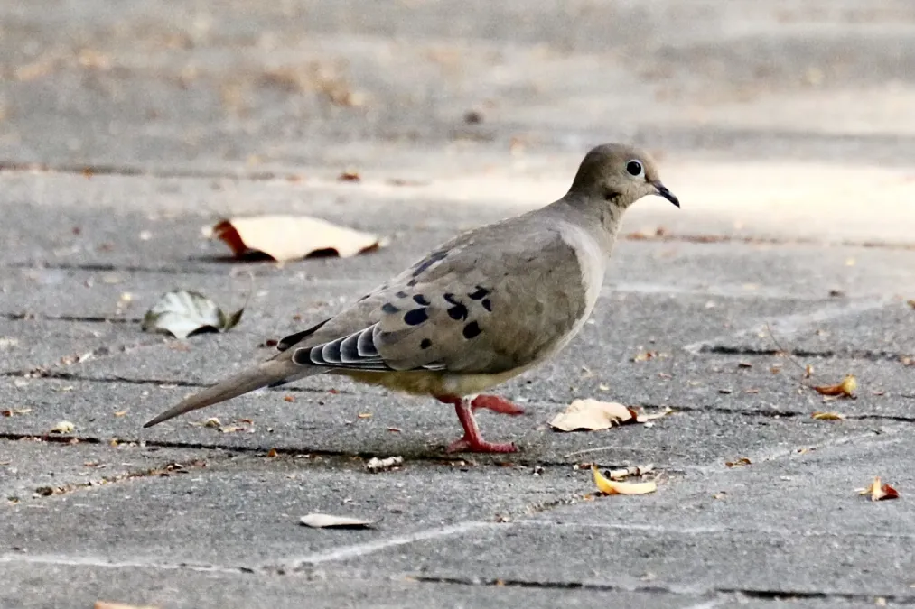 File:Zenaida macroura macroura, Santo Domingo, Dominican Republic.jpg