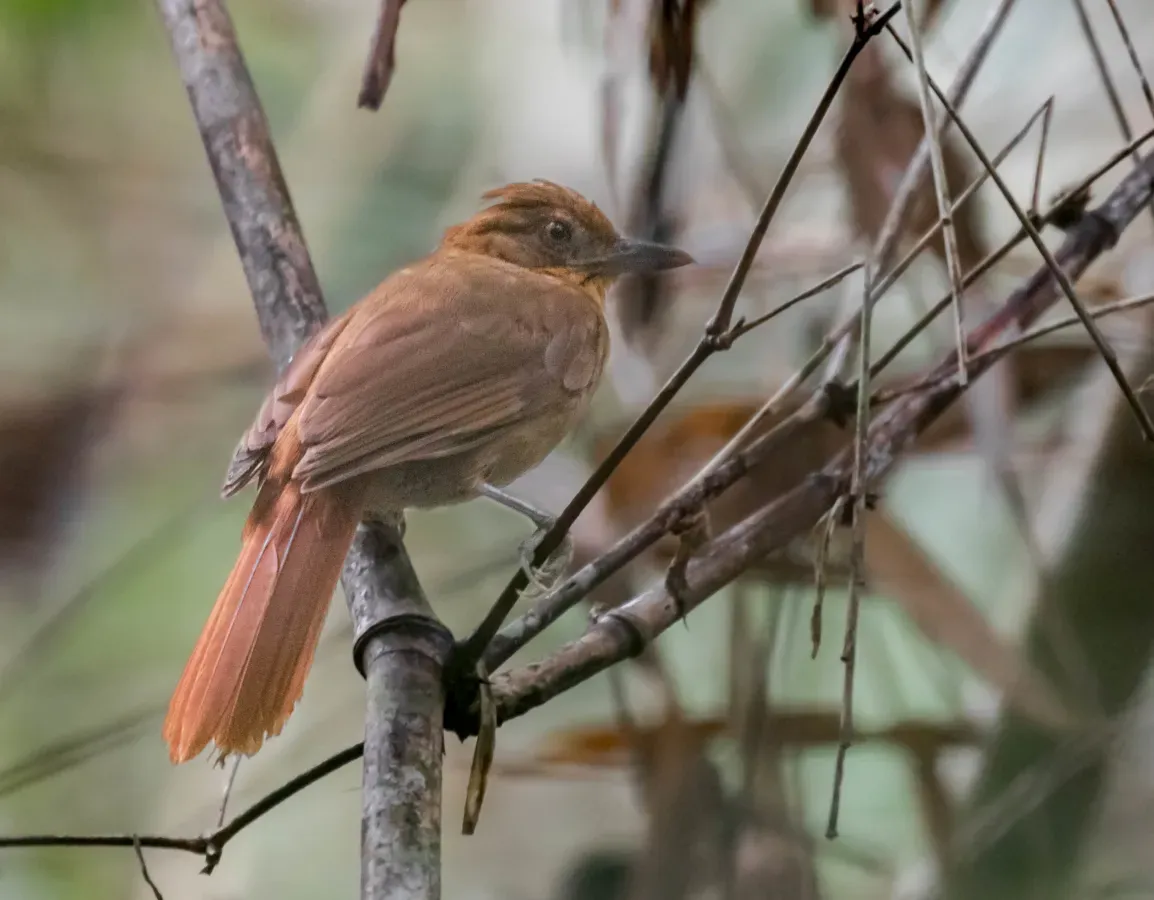 File:Automolus melanopezus - Brown-rumped Foliage-gleaner; Rio Branco, Acre, Brazil.jpg