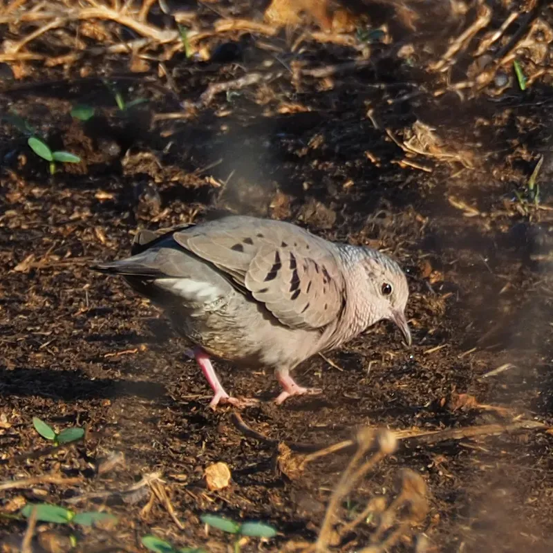File:Columbina passerina ssp. insularis.jpg
