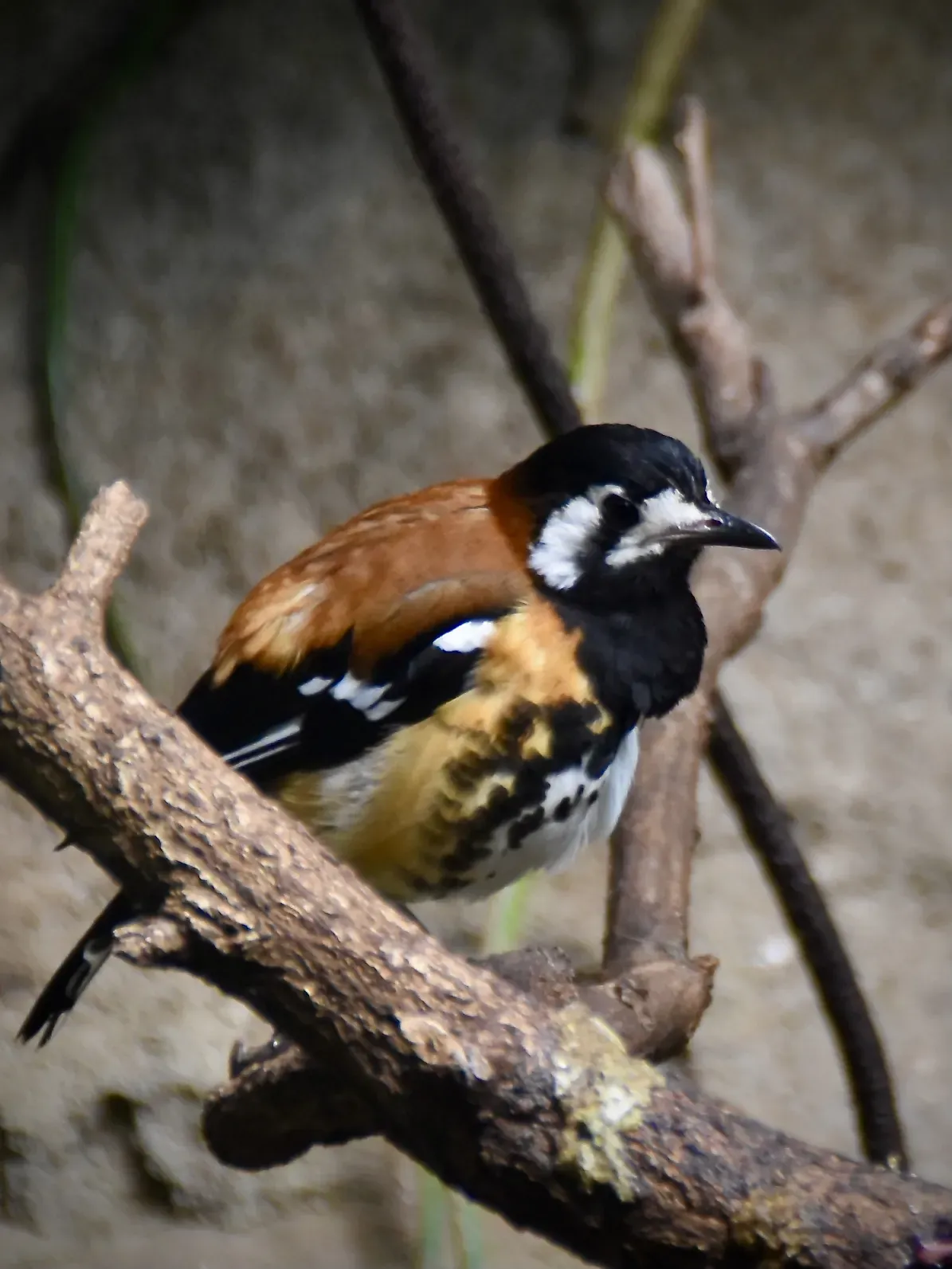 File:Turdidae Geokichla dohertyi 2.jpg
