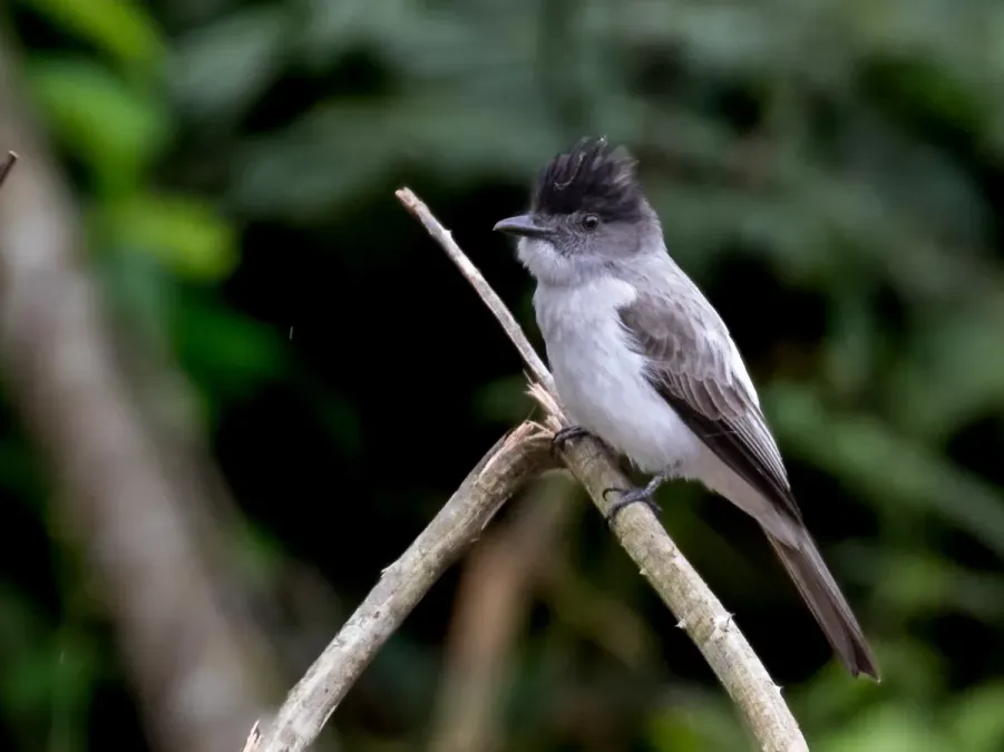 File:Sirystes albocinereus - White-rumped Sirystes; Rio Branco, Acre, Brazil.jpg