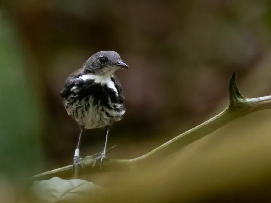 File:Corythopis torquatus - Ringed Antpipit; Rio Branco, Acre, Brazil 02.jpg