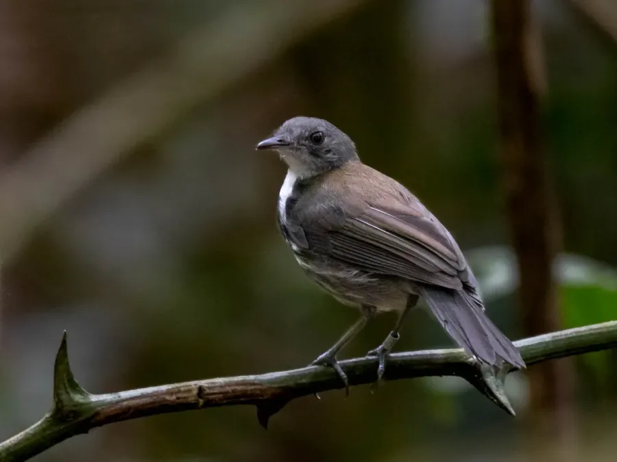 File:Corythopis torquatus - Ringed Antpipit; Rio Branco, Acre, Brazil 01.jpg