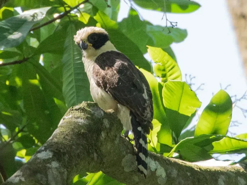 File:Herpetotheres cachinnans ssp. cachinnans.jpg