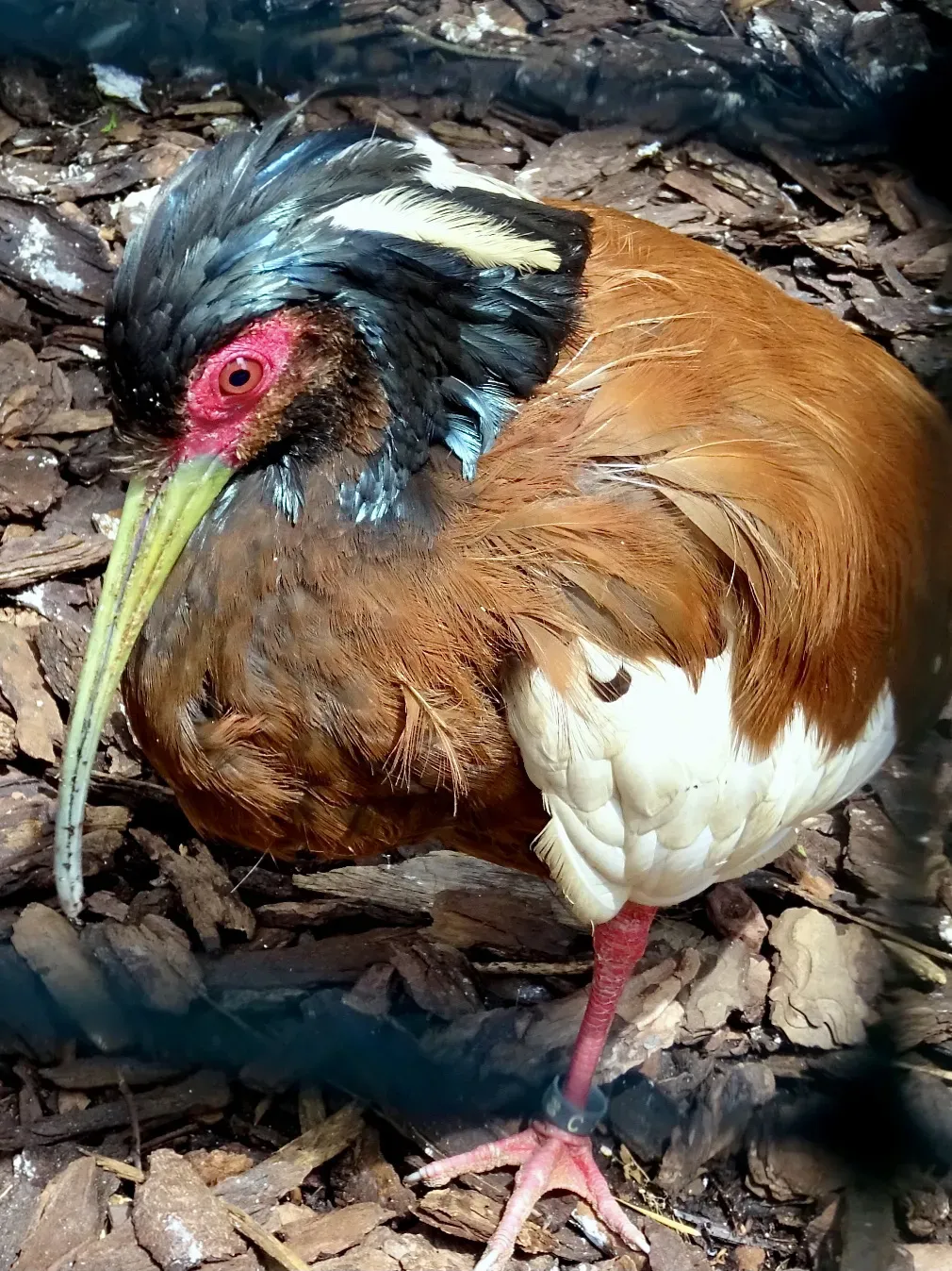 File:Threskiornithidae Lophotibis cristata 1.1.jpg