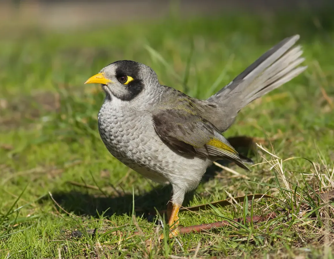 File:Manorina melanocephala domain.jpg
