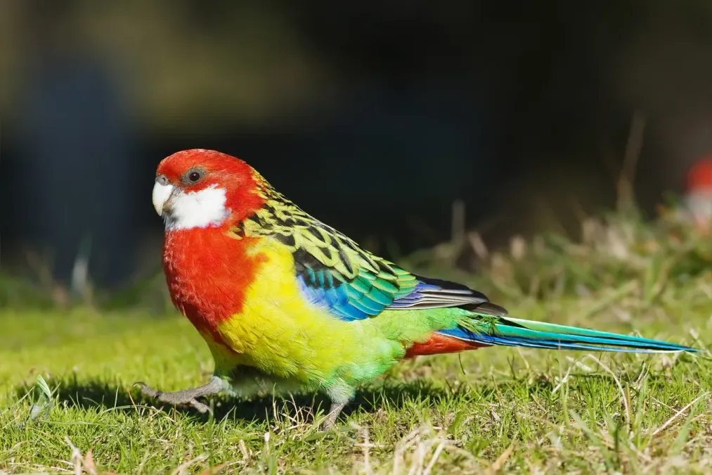 File:Platycercus eximius diemenensis female.jpg