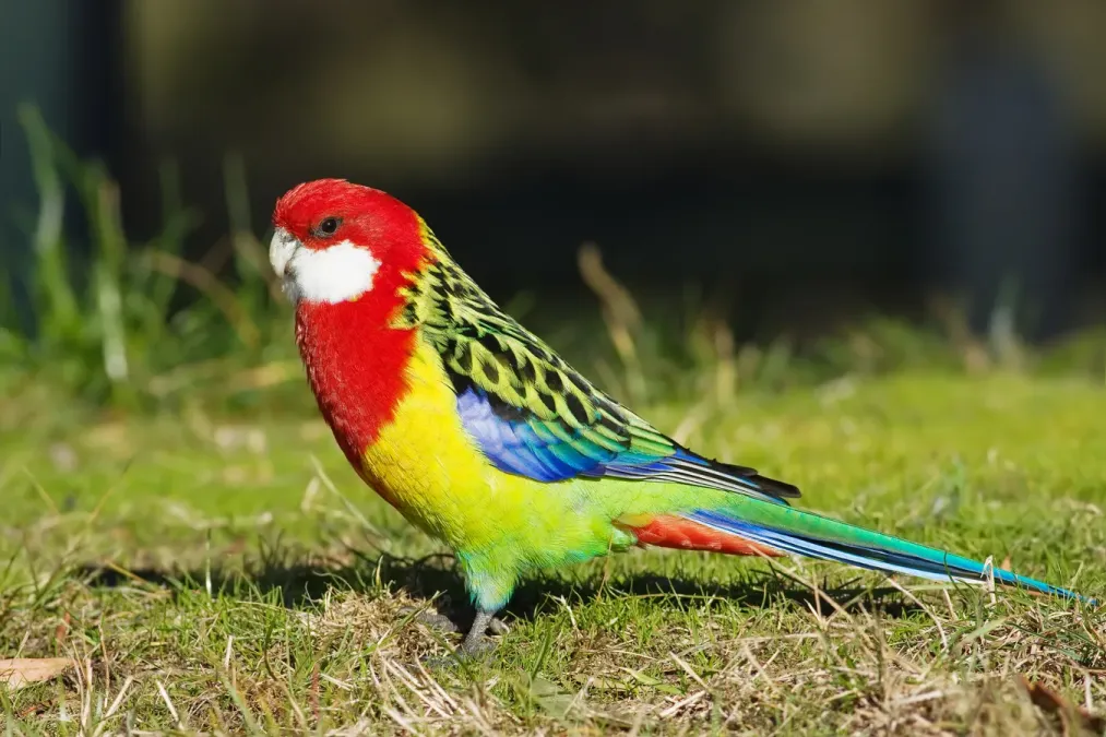 File:Platycercus eximius diemenensis male.jpg