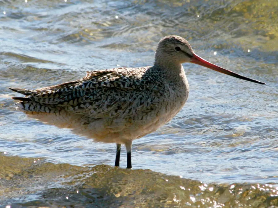 File:Marbled Godwit (Limosa fedoa) RWD2.jpg