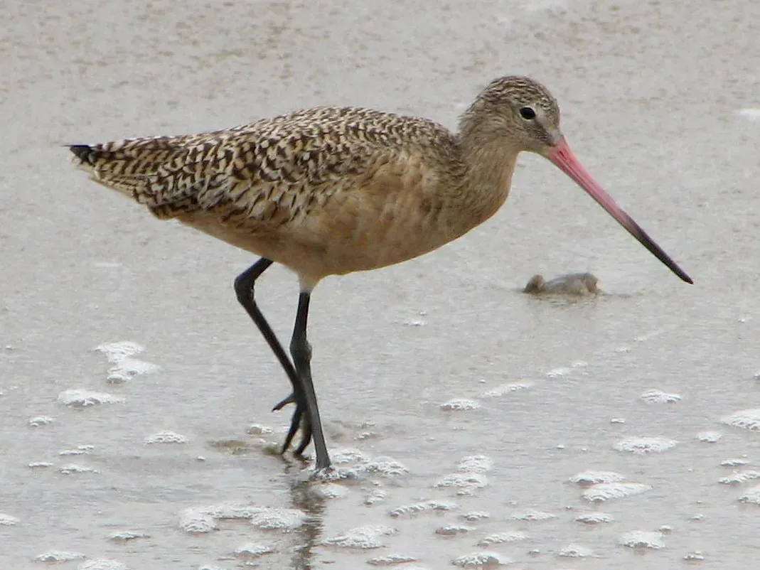 File:Marbled Godwit (Limosa fedoa) RWD3.jpg