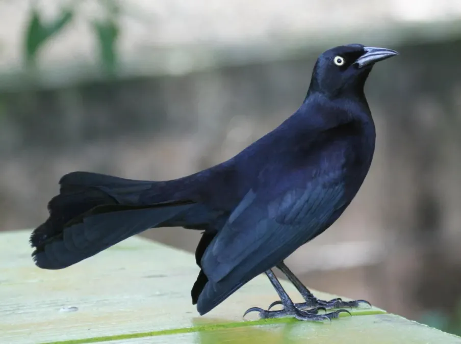 File:Greater Antillean Grackle (Quiscalus niger) RWD.jpg