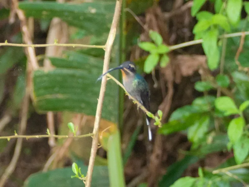 File:Phaethornis guy ssp. coruscus.jpg