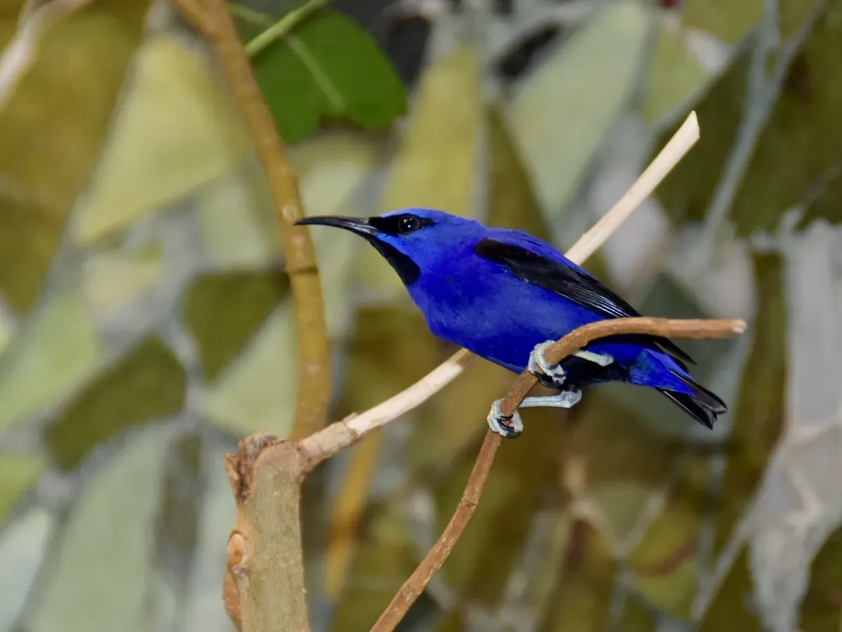 File:Thraupidae Cyanerpes caeruleus 3.jpg