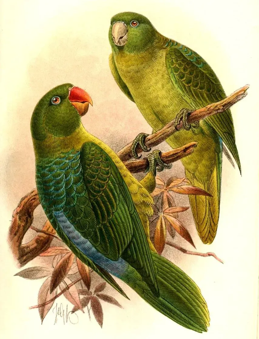 File:TanygnathusEverettiKeulemans (cropped).jpg