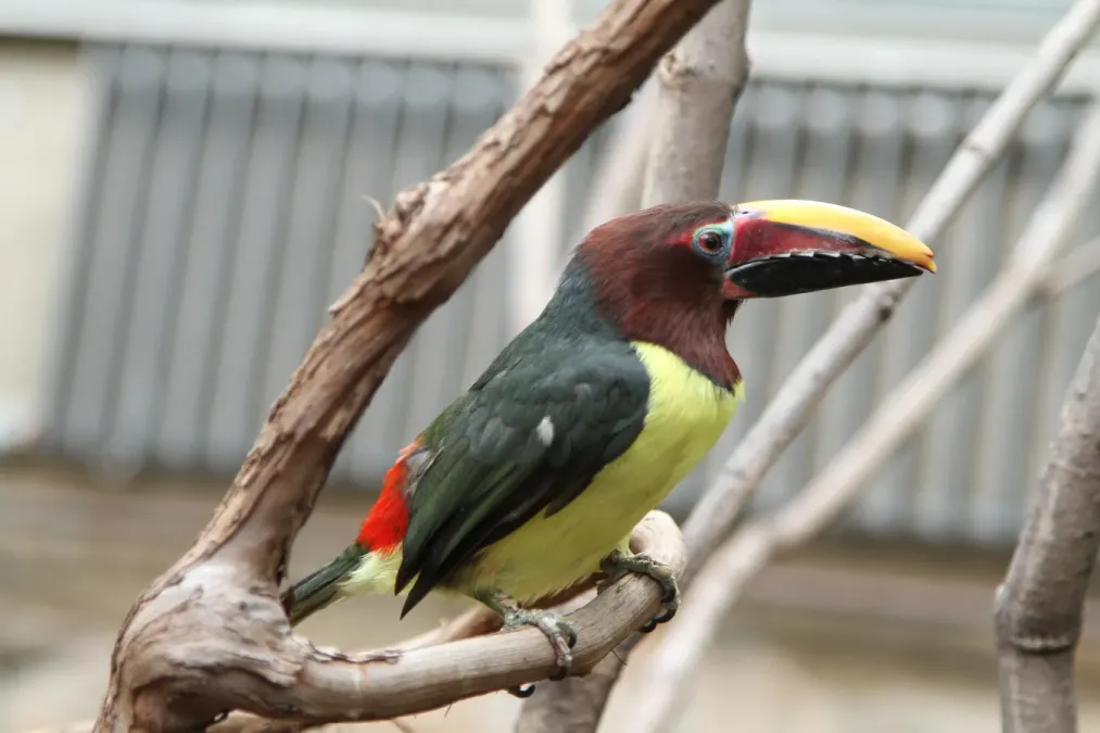 File:Pteroglossus viridis -Philadelphia Zoo, Pennsylvania, USA -female-8a.jpg