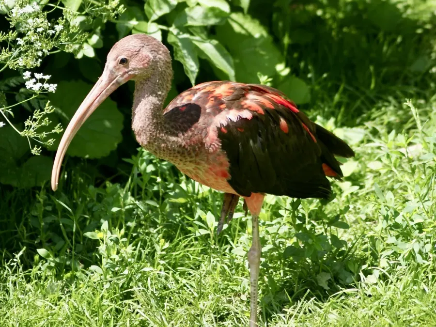 File:Threskiornithidae Eudocimus ruber 3.jpg