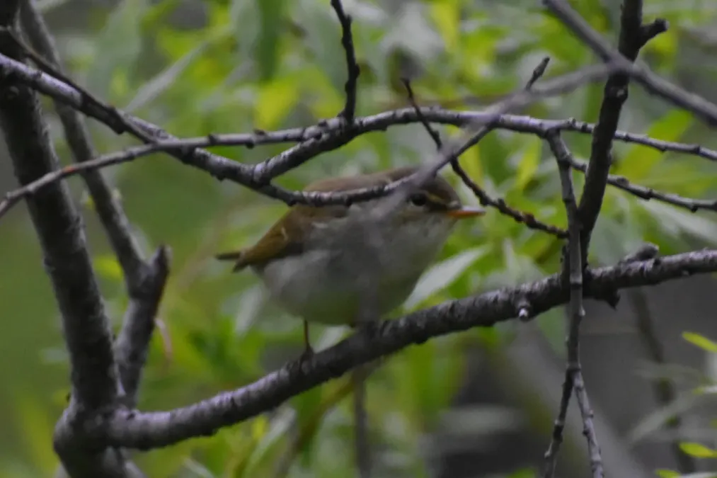 File:Phylloscopus examinandus 78282201.jpg