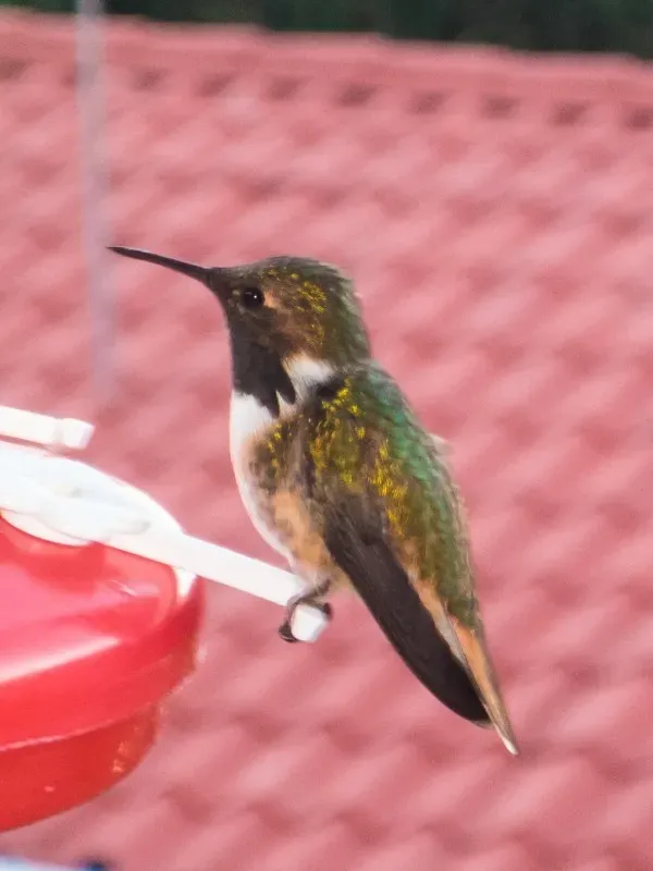 File:Selasphorus flammula ssp. torridus.jpg