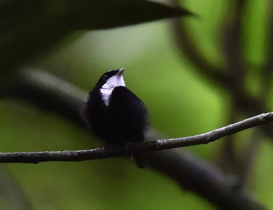 File:Corapipo gutturalis 107978856.jpg