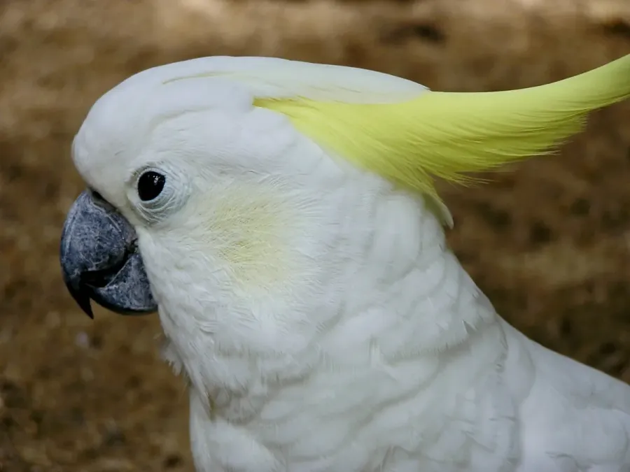 File:Cacatuidae Cacatua sulphurea 2.jpg