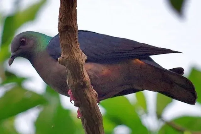 File:Columba malherbii 2.jpg