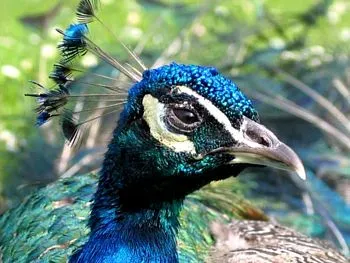 File:Pavo cristatus head001xx.jpg