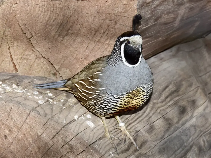 File:Odontophoridae Callipepla californica 1.jpg