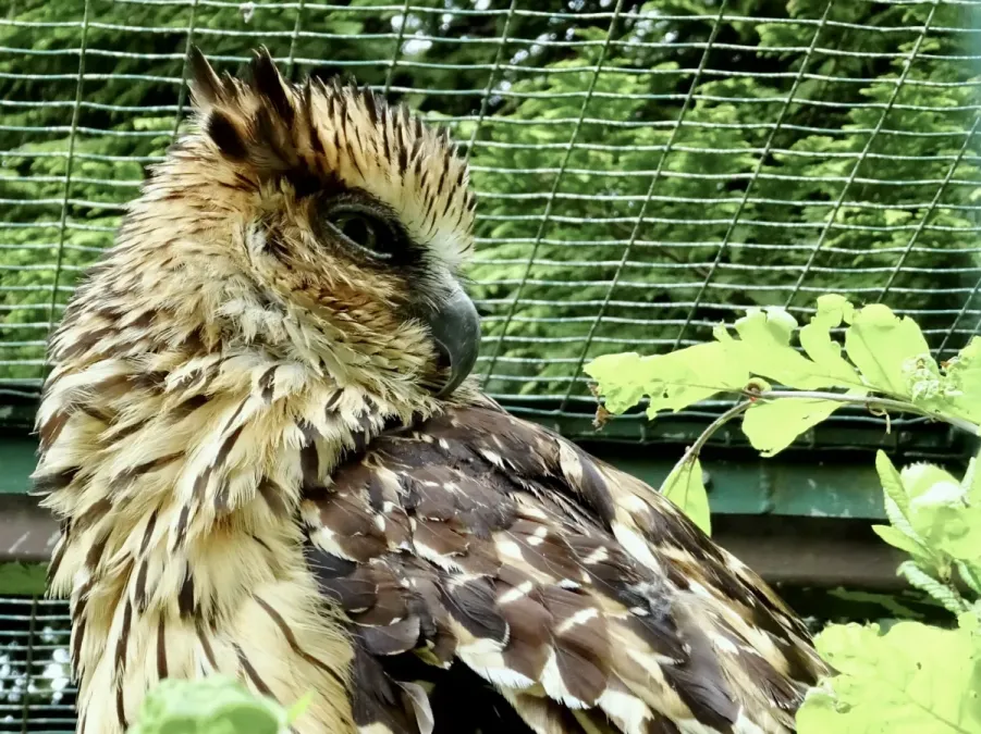 File:Strigidae Ketupa ketupu 2.jpg