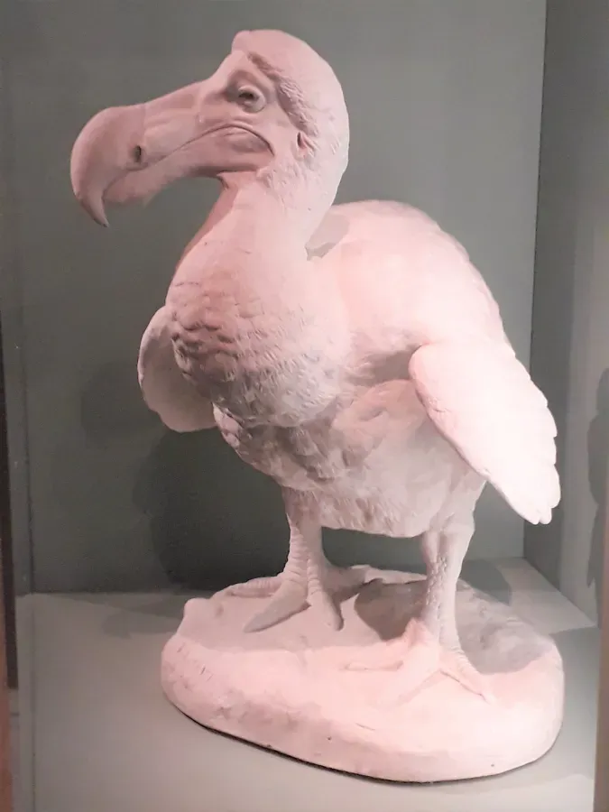 File:Jules Laurent Terrier, moulage en plâtre d'un dodo (Raphus Cucullatus), 1901.jpg