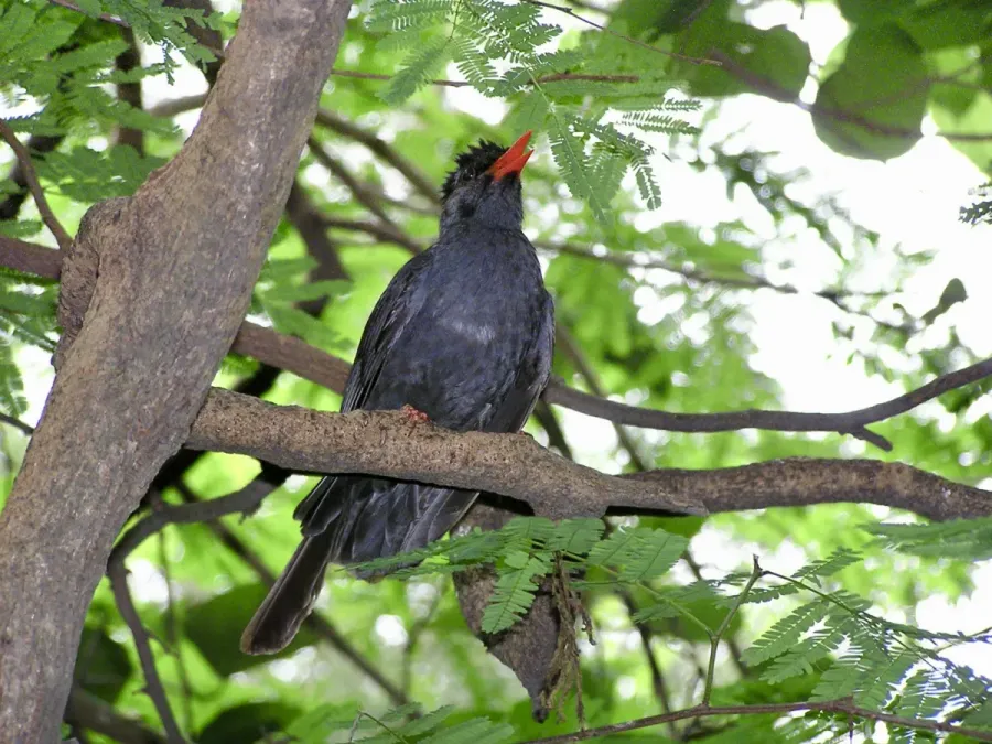 File:Pycnonotidae Hypsipetes leucocephalus 1.jpg