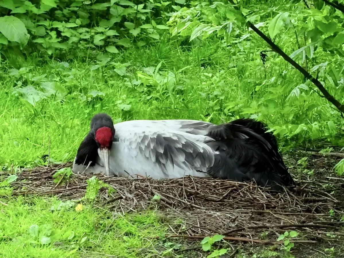 File:Gruidae Grus nigricollis 3.jpg