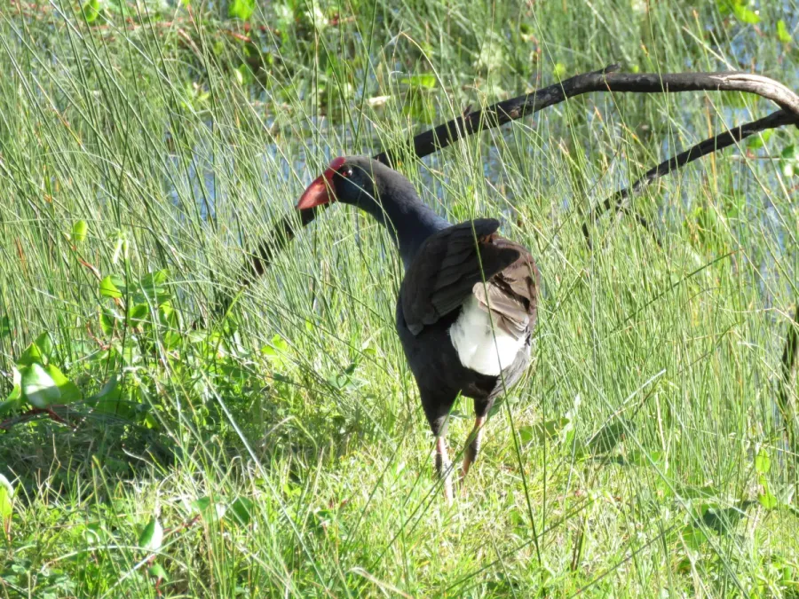 File:Australasian swamphen (Porphyrio melanotus) at Lake Richmond, July 2021 05.jpg