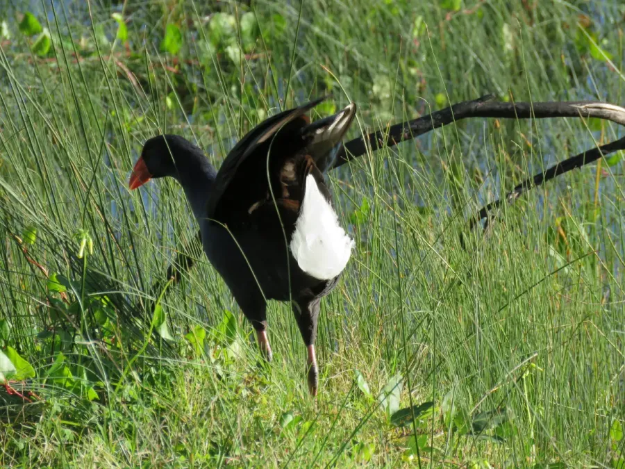 File:Australasian swamphen (Porphyrio melanotus) at Lake Richmond, July 2021 06.jpg