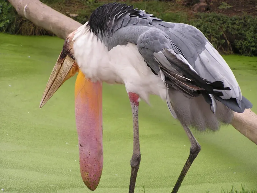 File:Ciconiidae Leptoptilos dubius 1.1.jpg