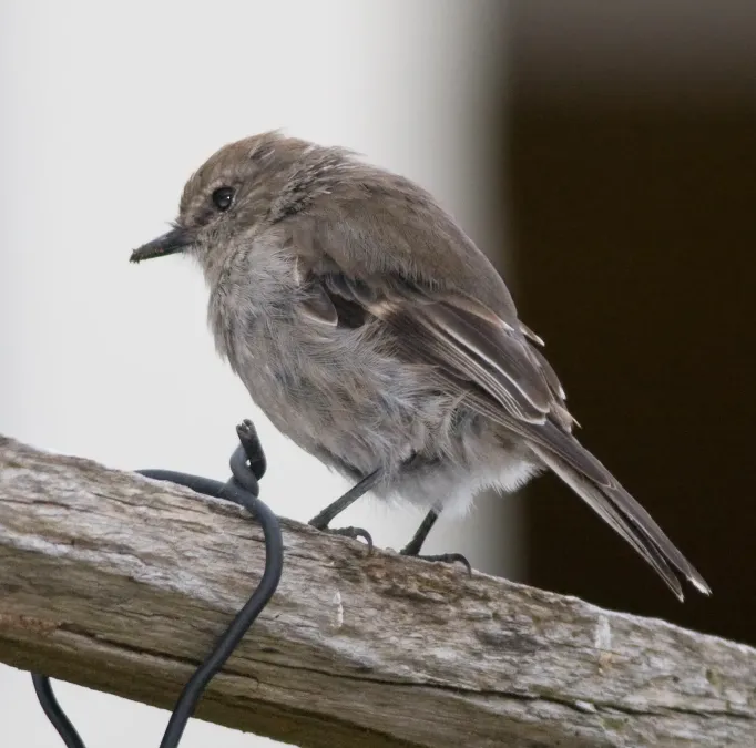 File:Melanodryas vittata.jpg