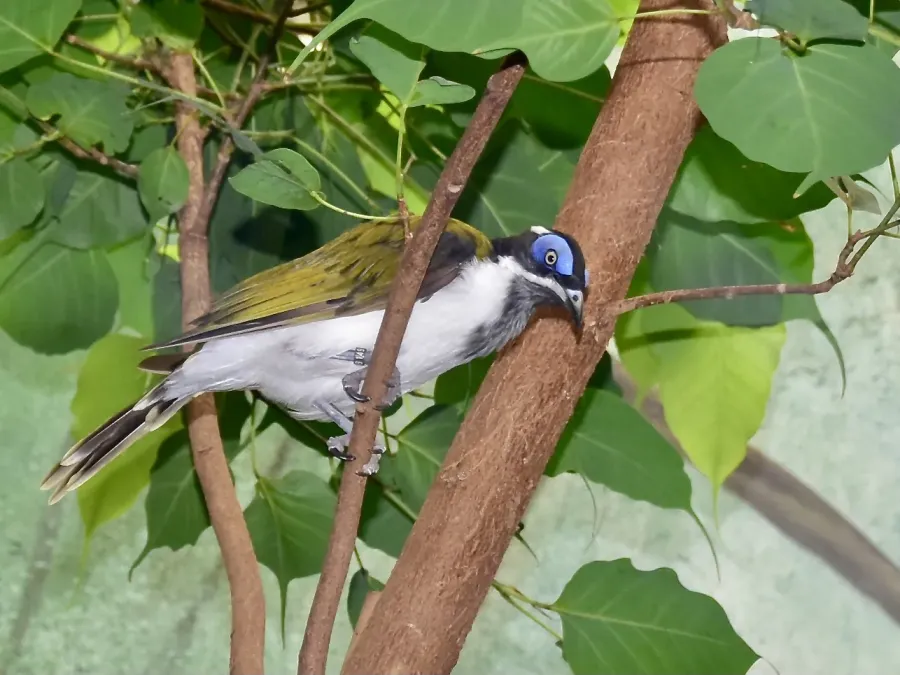 File:Meliphagidae Entomyzon cyanotis 3.jpg