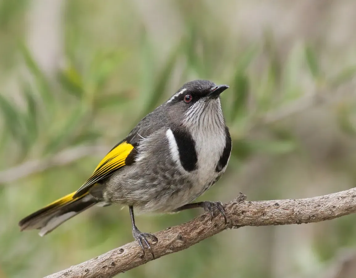 File:Phylidonyris pyrrhopterus male.jpg