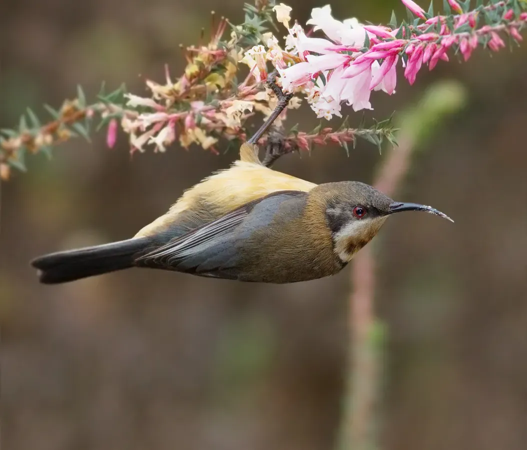 File:Acanthorhynchus tenuirostris female.jpg