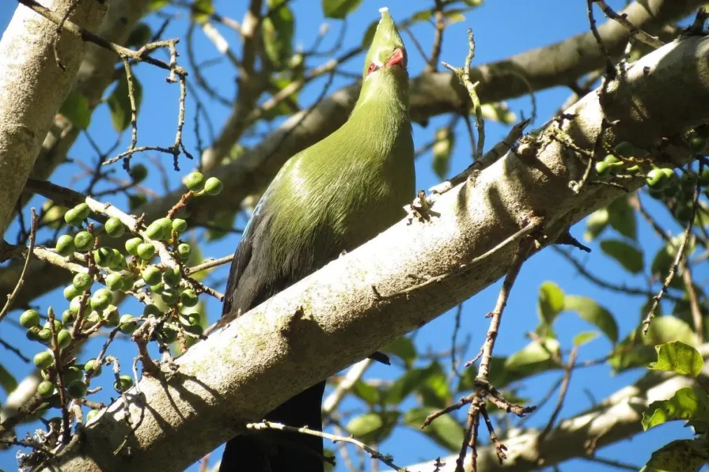 File:Tauraco corythaix corythaix 15500398.jpg